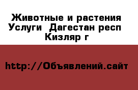 Животные и растения Услуги. Дагестан респ.,Кизляр г.